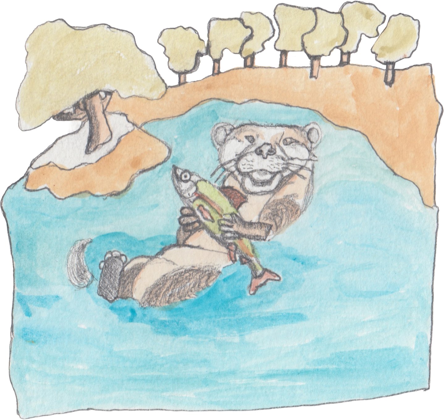 Otter swimming on his back holding a salmon.