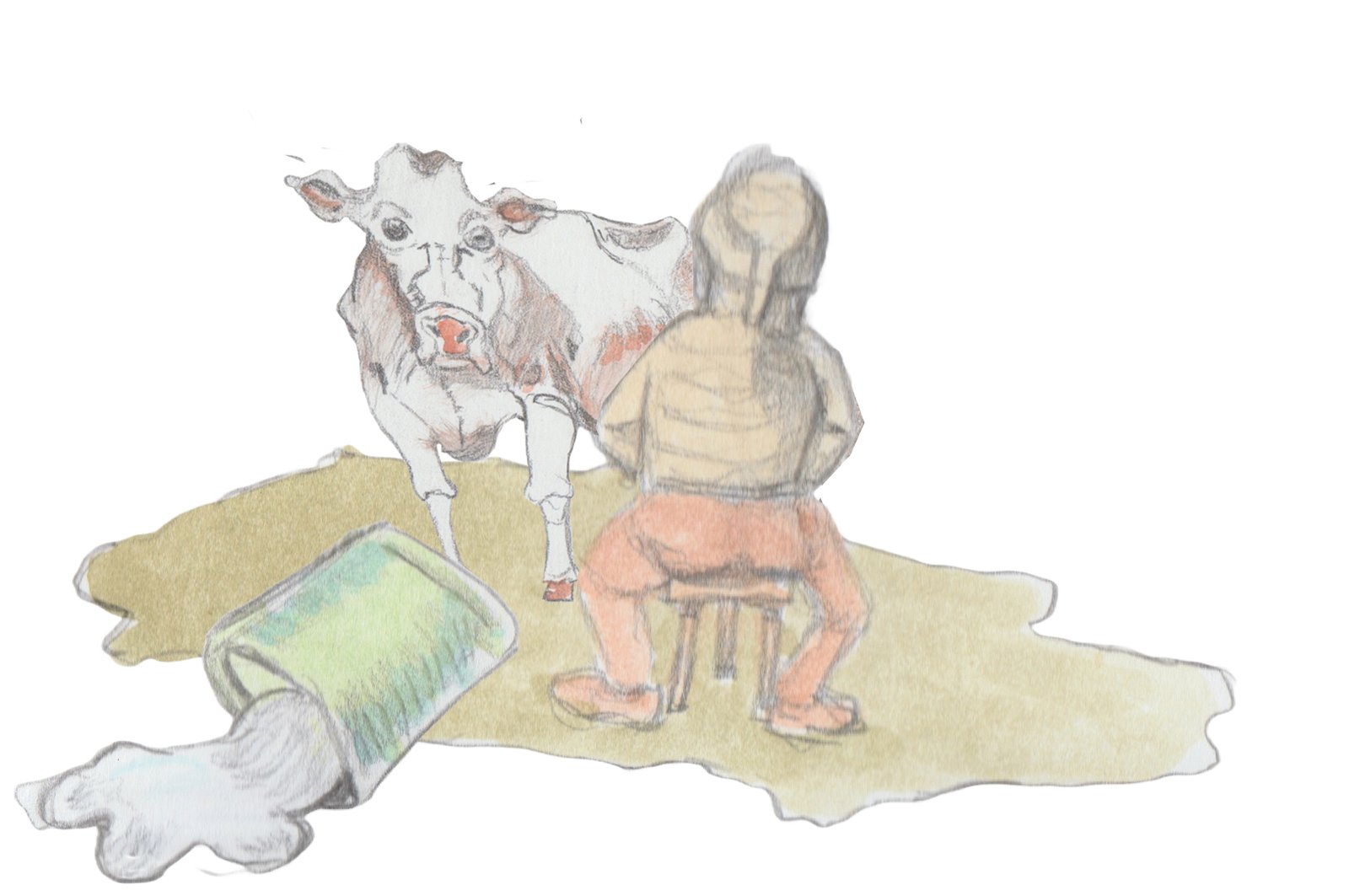 Karl milking cow who keeps kicking the bucket over.