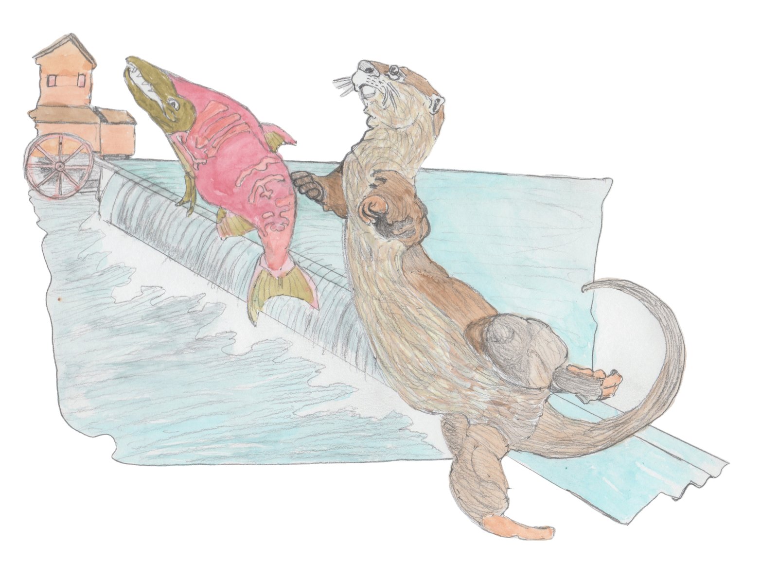 Otter swiping at salmon as they go over the falls next to the iron furnace.