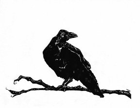 Raven.jpg