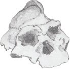 Skull.pdf