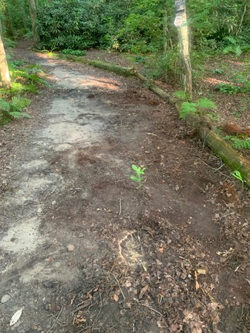 Troll Footprints at Whitesbog NJ.